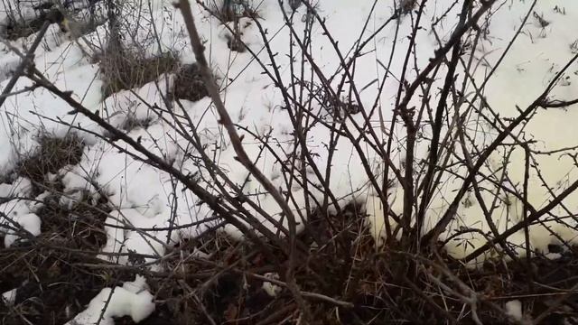 Обрабатываем сад железным купоросом смотреть онлайн