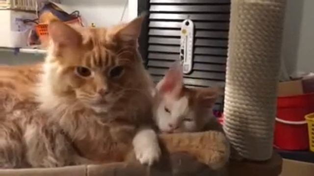 Дядюшка и племянничек смотреть онлайн