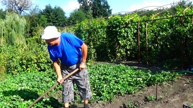 Как вырастить для себя рассады клубники много и не дорого! Клубника "Тоскана" смотреть онлайн