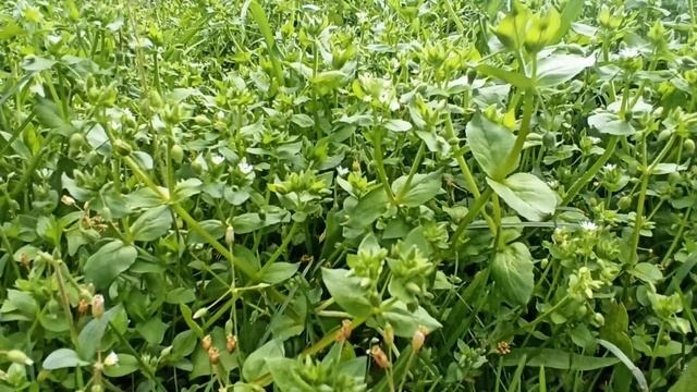 6 июня народный праздник Симеонов день. Запреты дня. Народные приметы и традиции. смотреть онлайн