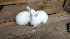 Как определить пол кролика//Самка или самец?