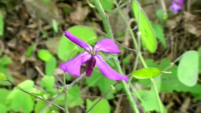 Money Plant, Lunaria Annua смотреть онлайн