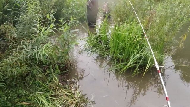 Поймали гигантскую щуку в бобрятнике. ИЖ П4, К-16, BSE 150. смотреть онлайн