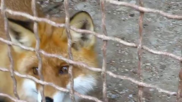 Лиса в Жлобинском зоопарке смотреть онлайн