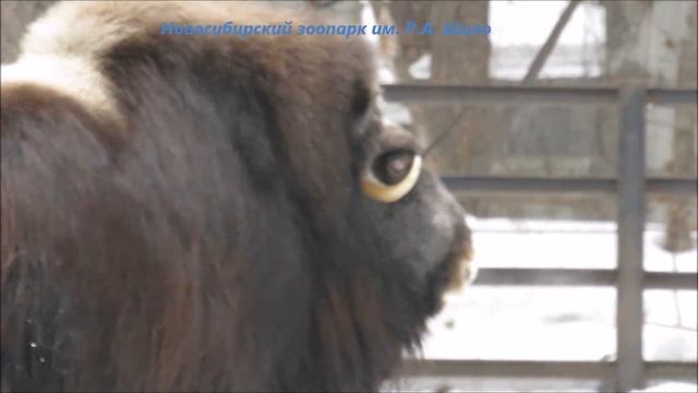 Малыш овцебыка вырос 29.03.2022 смотреть онлайн