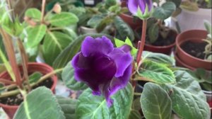 Тидеи. Что может произойти с ними за один день.