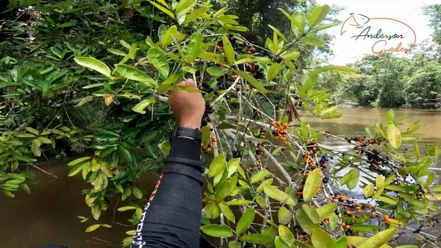 ELAS APARECERAM EM BANDO VIERAM PRA CIMA. Pescaria смотреть онлайн