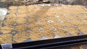 Размножение брусники садовой"Коралл"