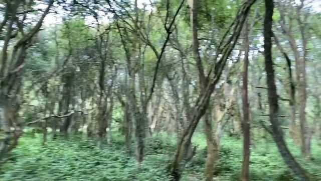 Лес АНГЛИЯ Невароятные чудеса! ДЕРЕВЬЯ ГИГАНТЫ!!  Forest ENGLAND