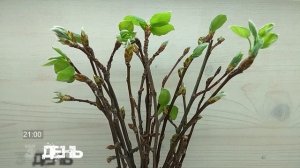 Распускаются листья. Timelapse