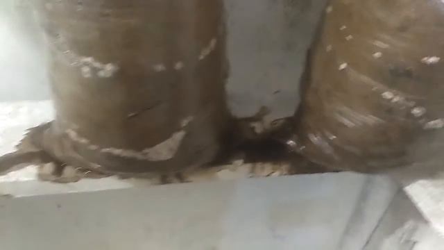 Выращивание ВЕШЕНКИ на Опилках(тырсе) смотреть онлайн