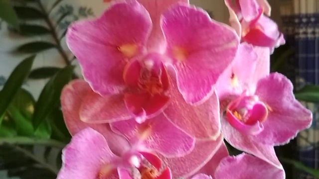 Мой прекрасный 🌹Пират😊😆🌹(03.11.2020) смотреть онлайн