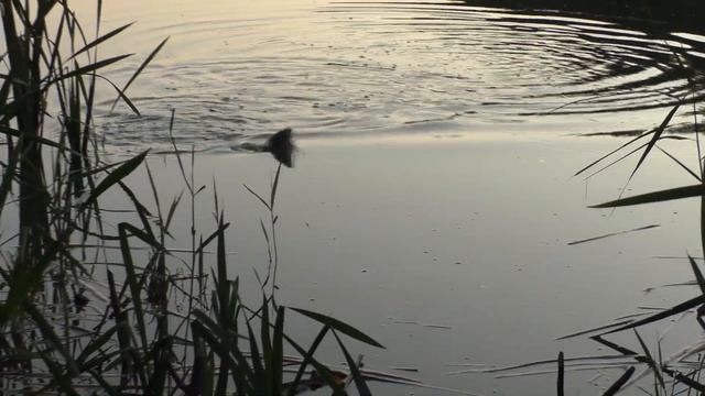 Вся рыба дуреет от этого по холодной воде осенью и зимой смотреть онлайн