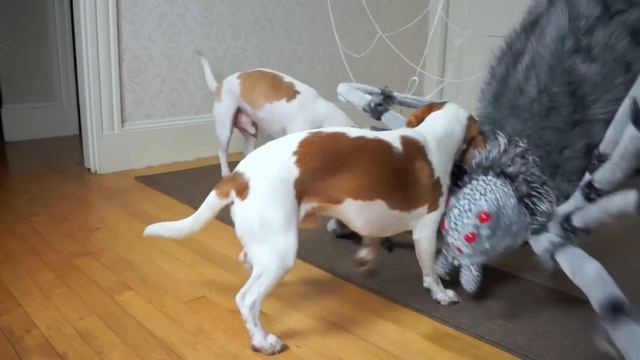 Dogs vs Giant Spider Prank: Funny Dogs Maymo, Penny, & Potpie смотреть онлайн