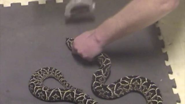 Urutu (Bothrops Alternatus) Extraction