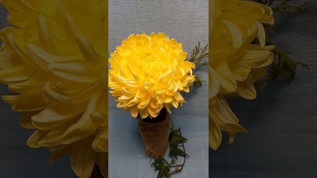 Хризантемы крупноцветковые фото Бродвей ?#chrysanthemumflower #chrysanthemum смотреть онлайн