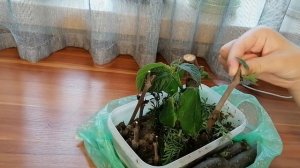 Черенки КАТАЛЬПЫ УКОРЕНИЛИСЬ!!!?