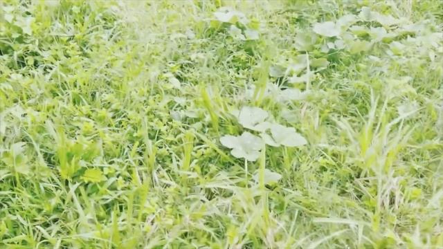 Shopping ? Supermarket Chronicles Dancing In The Rain Camping On Offgrid Farm Farmer Girl Jess