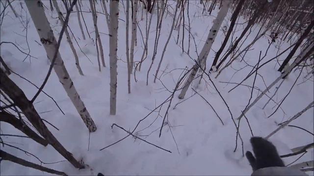 Охота на Зайцев с гончей,Собака чуть с ума не сошла от столько зайцев!)) смотреть онлайн