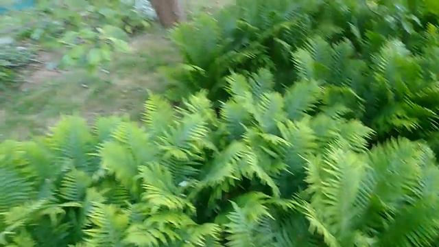 Наша дача. смотреть онлайн