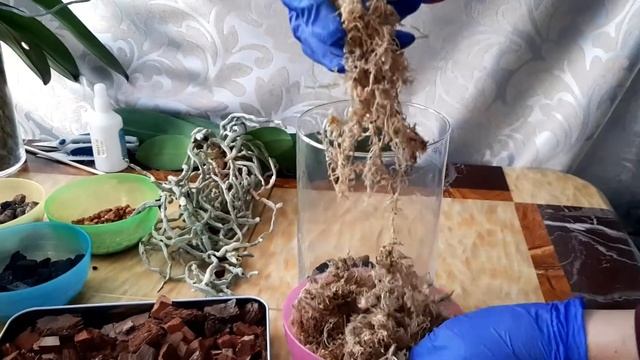Пересадка орхидеи в закрытую систему – НЕ ПРОБЛЕМА! (проверено котами) смотреть онлайн