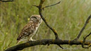 Сыч домовый - голос | Film Studio Aves