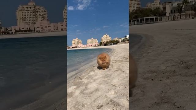 котик смотреть онлайн