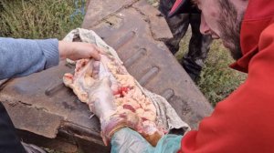 Обучение искусственному осименению. искуственное осеменение коров крс