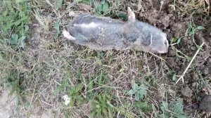 Электро-кротоловка 2