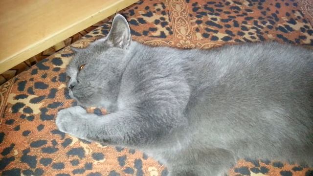 Котенька хочет йбацо смотреть онлайн