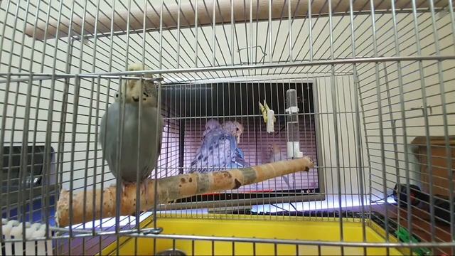 OnLine Ответы на вопросы о волнистых попугаях. Эфир 24.02.20 смотреть онлайн