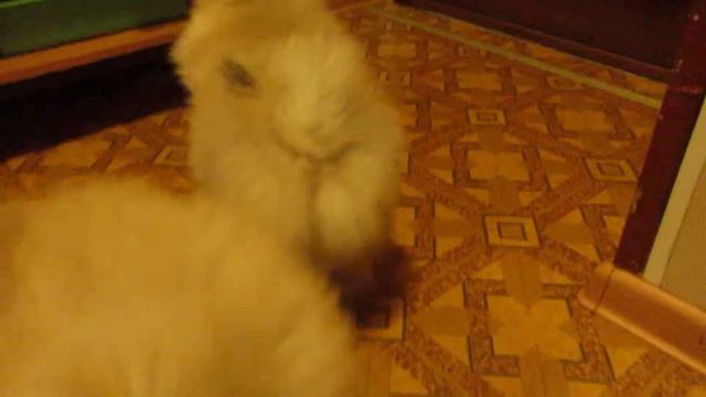Зефир и Забава из Цветной Симфонии смотреть онлайн