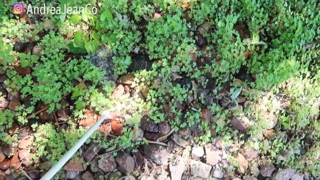 Homemade Natural Nontoxic WEED KILLER!! (This Really Works Bye Bye Weeds) | Andrea Jean Cleaning