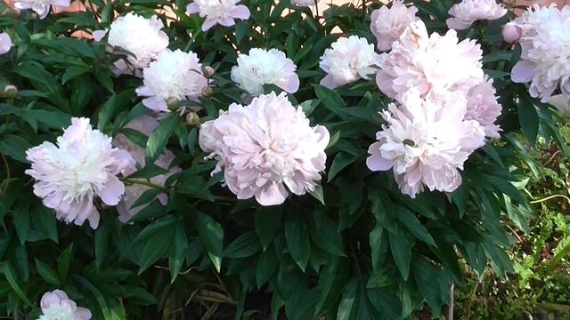 Пионовая нежность Peony tenderness смотреть онлайн