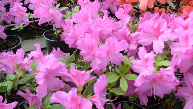 Очень красивые Азалии Разные виды Азалий Ботанический сад смотреть онлайн