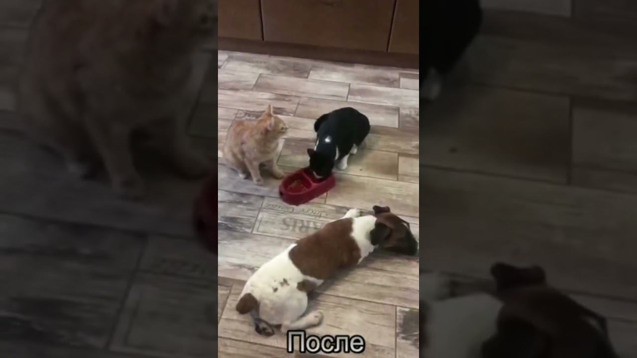 Атака на кошек (ПОСЛЕ) смотреть онлайн