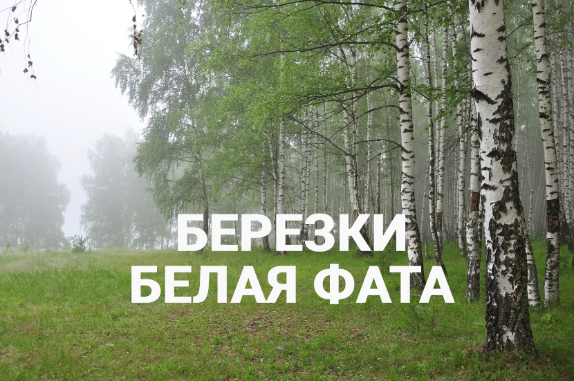 ♫ НА ОПУШКЕ !!! БЕРЕЗКИ БЕЛАЯ ФАТА !!!.mp4 смотреть онлайн