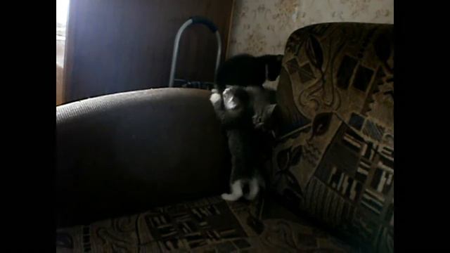 Котята - шалуны смотреть онлайн
