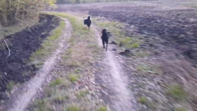 ЛАЙКА РАБОТА ПО КОСУЛЕ. смотреть онлайн