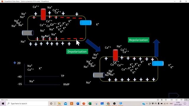 Action Potential of Sinoatrial (SA) Node смотреть онлайн