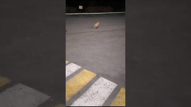 Почему дикие животные выходят к людям? смотреть онлайн