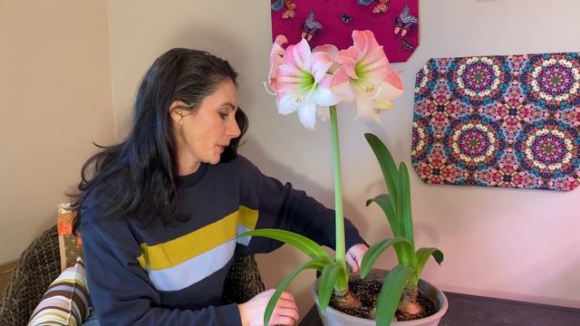 Amaryllis Update: Reblooming смотреть онлайн