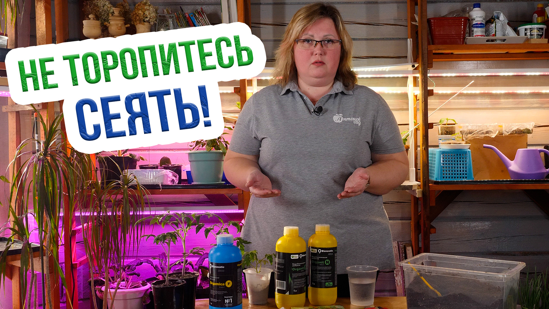 Сроки посева томатов на рассаду. Считаем КОГДА сеять семена томатов смотреть онлайн