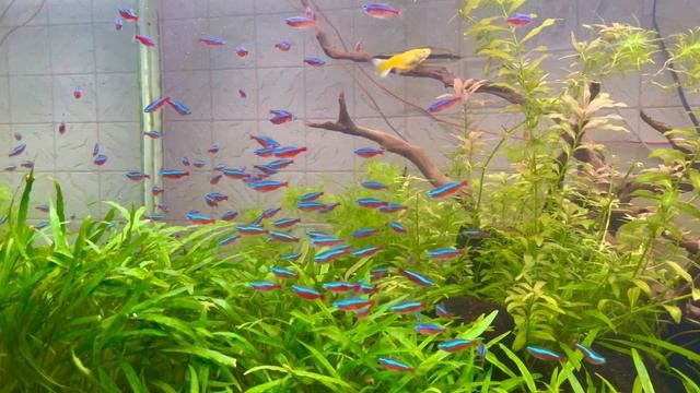 Красный Неон смотреть онлайн