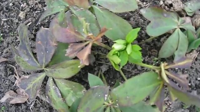 Морозник Кавказский смотреть онлайн