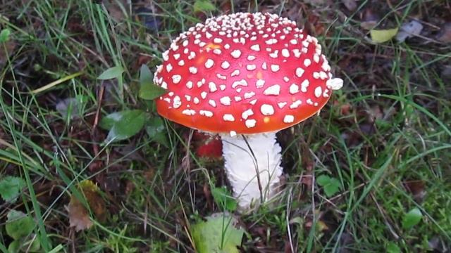 Volcanic Eifel - Autumn 2022 - Toadstool - Bei Dohm - Lammersdorf - Eifelherz - Natur - Fliegenpil смотреть онлайн