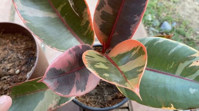 5 MISTAKES SA PAG-AALAGA NG RUBBER PLANT | Plant Care for Beginners смотреть онлайн