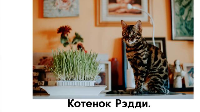 Котенок Рэдди. Глава 8. A VISITOR смотреть онлайн