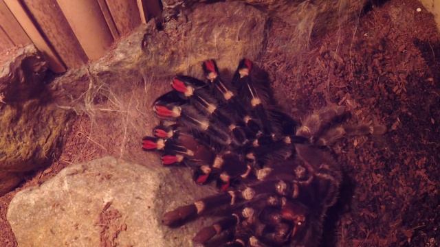 Brachypelma auratum - процесс линьки (L15) смотреть онлайн