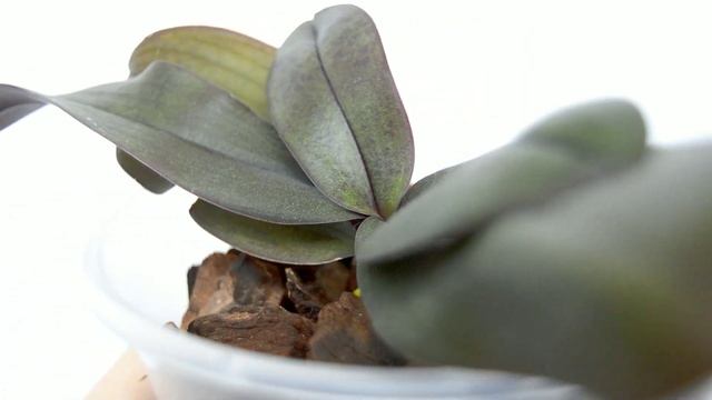 ПОЛЕЙТЕ орхидеи С ПЛОХИМИ корнями ЭТИМ! ПОЛЕЗНАЯ подкормка орхидеи! корни СРАЗУ! смотреть онлайн